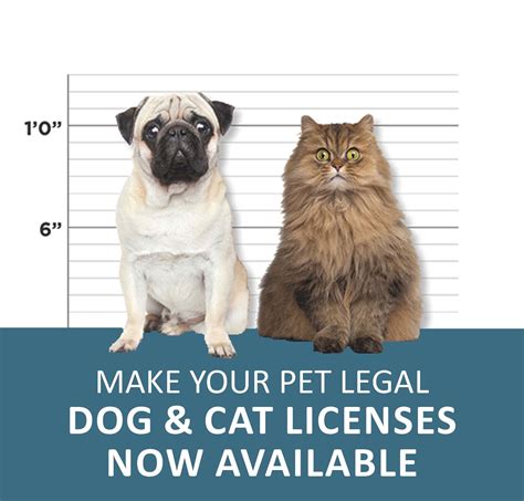 Pet Licenses 